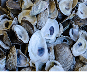 oyster-shell