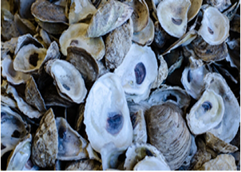 oyster-shell