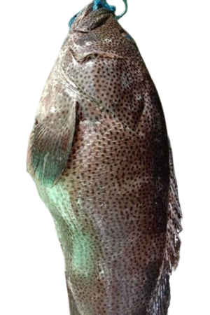 grouper_fish_at_yiseyon.com