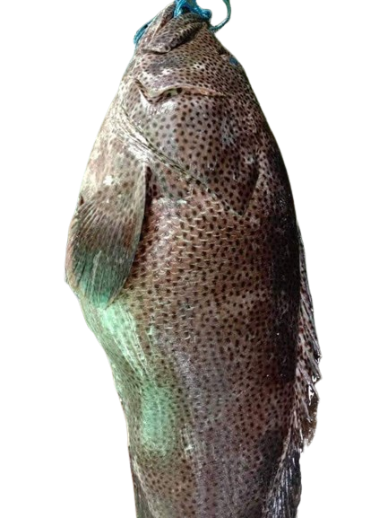 grouper_fish_at_yiseyon.com